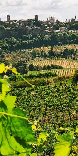 Blick auf Orvieto, die Heimat der Cardèto-Weine