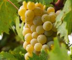 die Grechetto-Traube