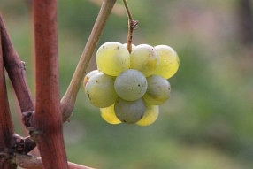 Weinreise: Chardonnay