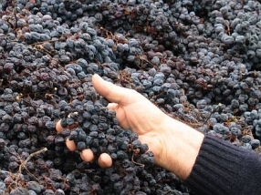 Weinreise: Valpolicella & Amarone